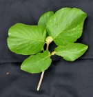 Live Plant Image