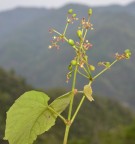 Live Plant Image
