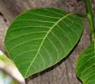 Live Plant Image