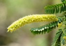 Live Plant Image