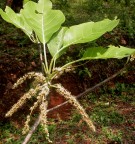 Live Plant Image