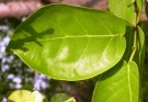 Live Plant Image