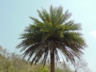 Live Plant Image
