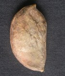 Live Plant Image