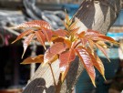 Live Plant Image