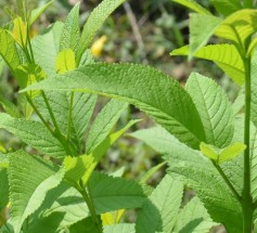 Live Plant Image