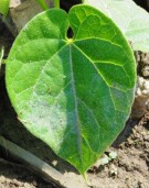 Live Plant Image