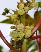 Live Plant Image