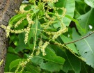 Live Plant Image