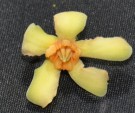 Live Plant Image