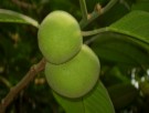 Live Plant Image