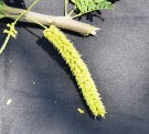 Live Plant Image