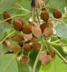 Live Plant Image