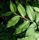 Live Plant Image