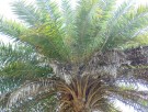 Live Plant Image