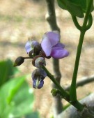 Live Plant Image