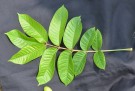 Live Plant Image