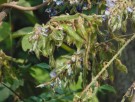Live Plant Image