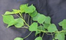 Live Plant Image