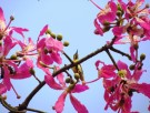 Live Plant Image