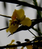 Live Plant Image