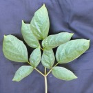 Live Plant Image