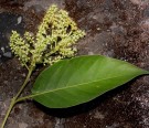 Live Plant Image