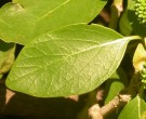 Live Plant Image