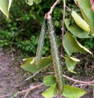 Live Plant Image
