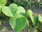 Live Plant Image