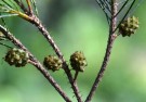 Live Plant Image