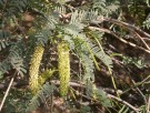 Live Plant Image