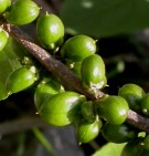 Live Plant Image