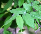 Live Plant Image