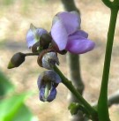 Live Plant Image