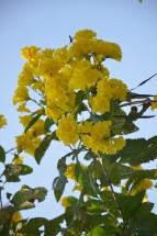 Live Plant Image