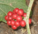 Live Plant Image