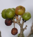 Live Plant Image