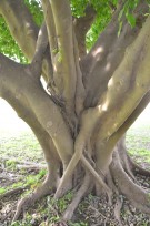 Live Plant Image