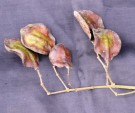 Live Plant Image