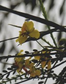 Live Plant Image