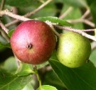 Live Plant Image
