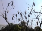 Live Plant Image