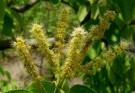 Live Plant Image