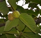 Live Plant Image