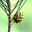Live Plant Image