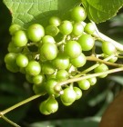 Live Plant Image