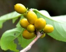 Live Plant Image