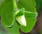Live Plant Image