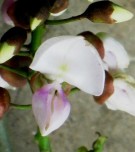 Live Plant Image